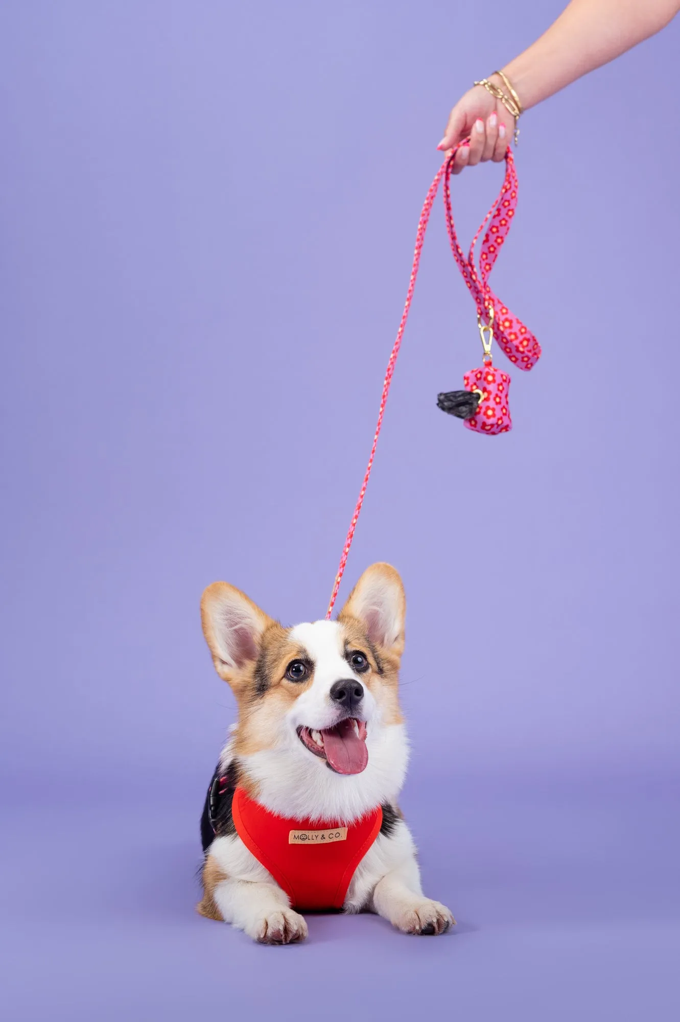 Wildflower - Dog Leash
