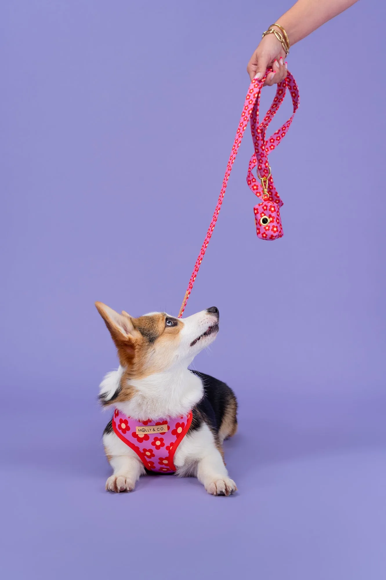 Wildflower - Dog Leash